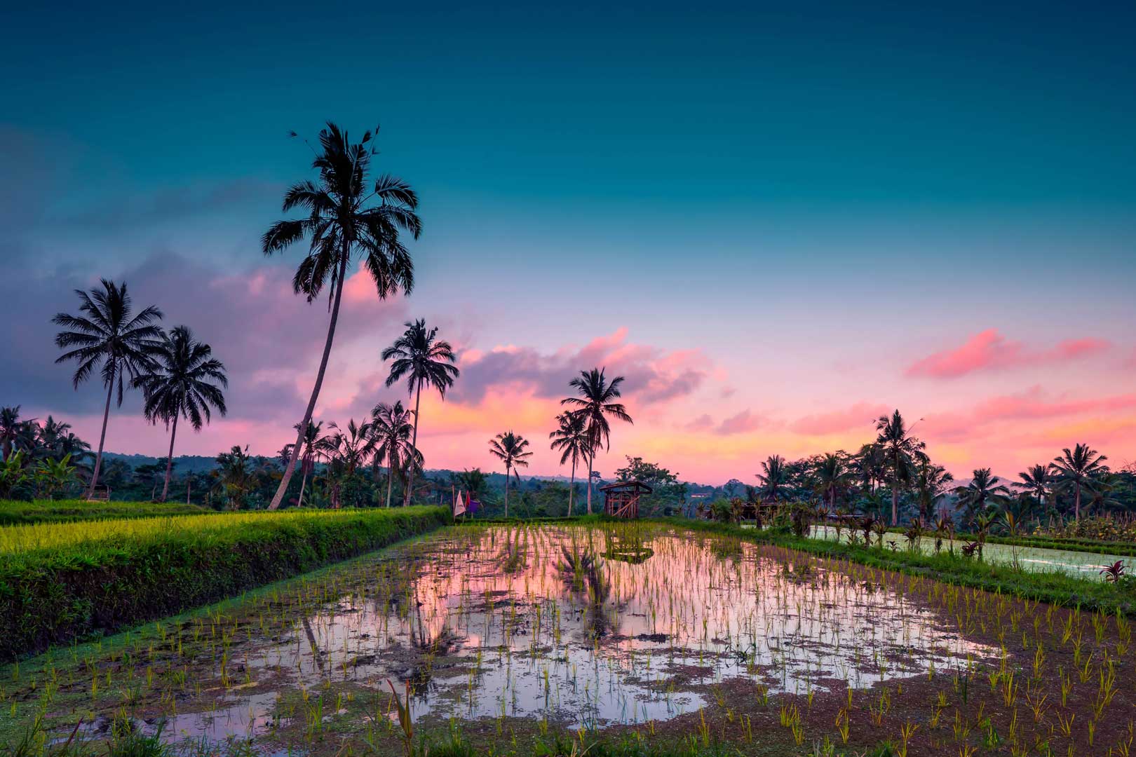 Rice field in sunset