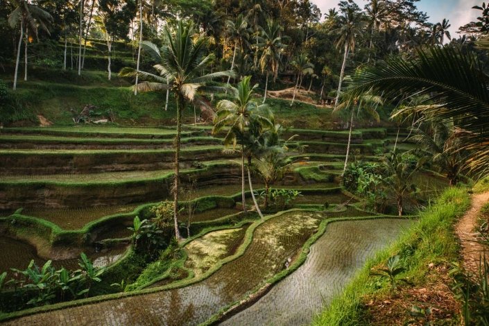 Bali Rice Paddy