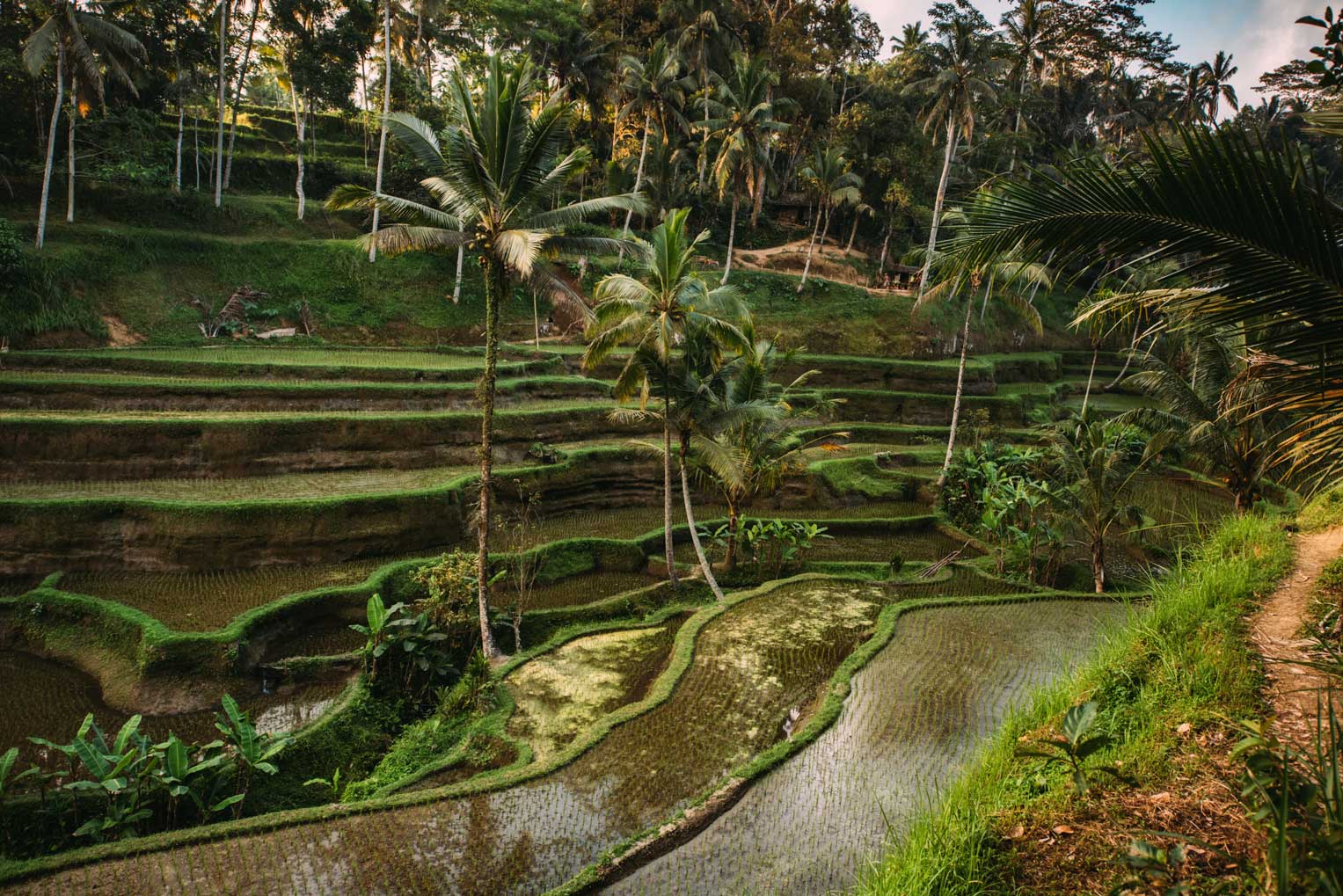Nice view of rice paddy in Bali