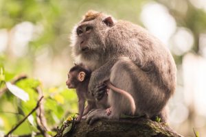 Monkey of the Monkey Forest in Ubud - Bali